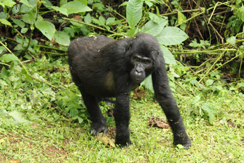 Haven Lodge: Junger Gorilla