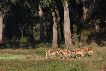 Island Bush Camp: Impalas
