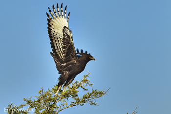 Konkamoya Lodge: Crested Eagle