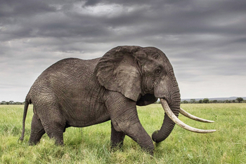 Little Chem Chem: Big Tusker