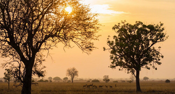 Luambe Camp: Savanne