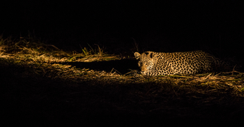 Machaba Camp: Leopard im Scheinwerferlicht