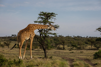 Mahali Mzuri: Giraffe