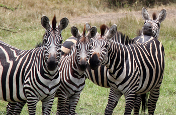 Mihingo Lodge: Zebras