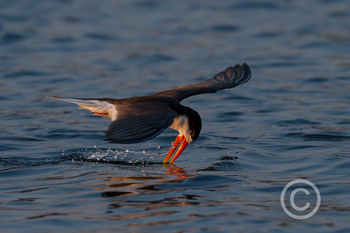 Ntemwa Busanga Bushcamp Ntemwa Busanga Bushcamp: African Skimmer