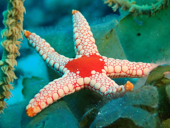 Nuarro Lodge: Seestern