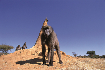 Okonjima Plains Camp: Paviane