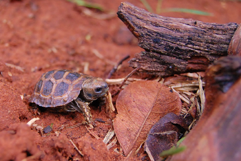 Old Drift Lodge: Junge Schildkröte
