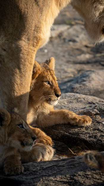Olmara Camp: Junger Löwe