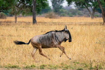 Robin Pope Safaris Robin Pope Safaris: Galoppierendes Gnu