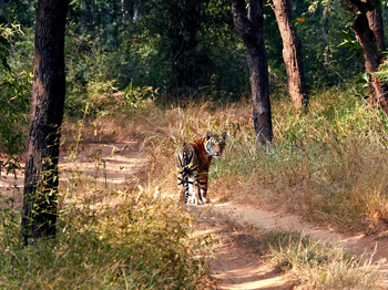 Samode Safari Lodge Samode Safari Lodge: Umsichtiger Tiger