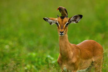 Selinda Camp: Impala mit Oxpecker