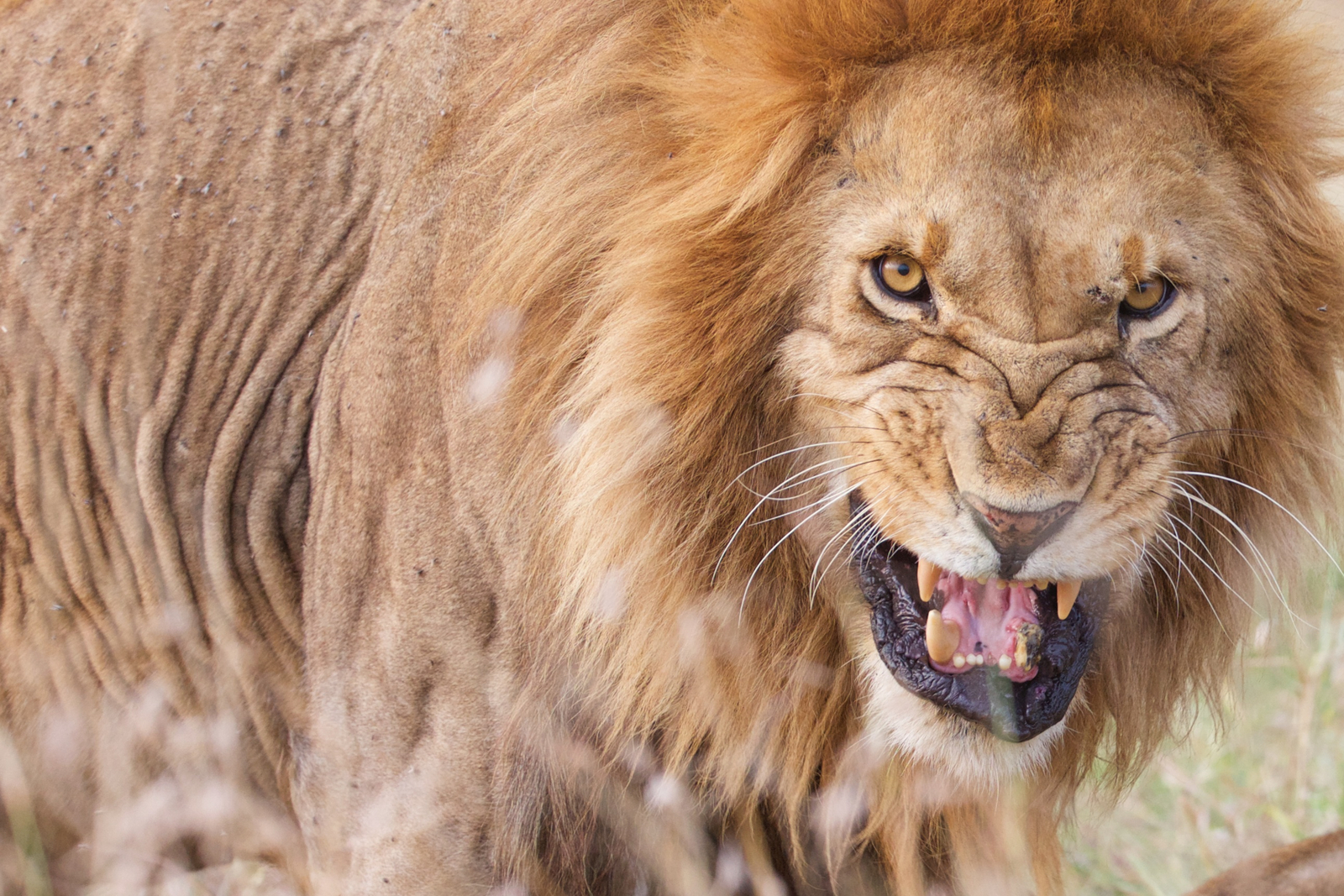 Serian Serengeti Mobile Kusini Camp Serian Serengeti Mobile Kusini Camp: Gefletschte Zähne
