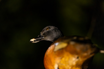 Sette Cama Eco Camp: Hartlaub's Duck