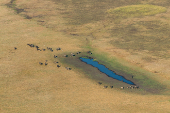 Shumba Camp Shumba Camp: Wasserloch