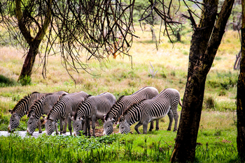 Sirikoi Lodge Sirikoi Lodge: Ausgerichtete Zebras
