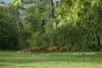 Nagarhole National Park: Wildhundrudel