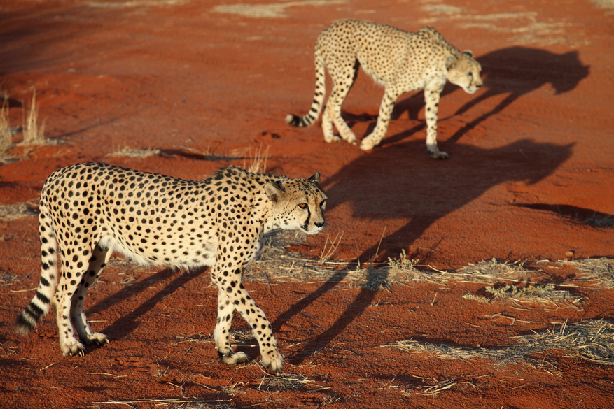 Bagatelle Kalahari Game Ranch