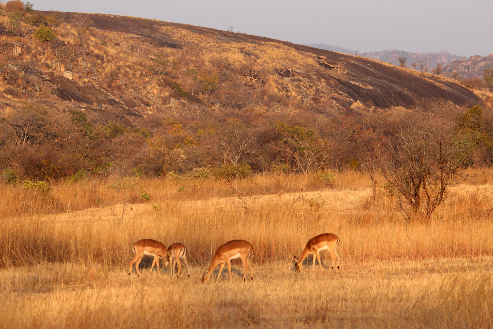 Big Cave Camp Big Cave Camp: Impalas