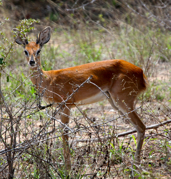 Chilo Ivory Trail Adventure: Duiker