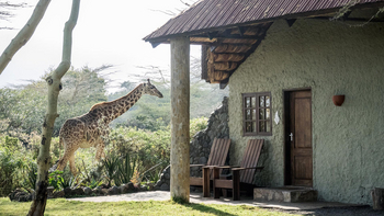 Hatari Lodge: Giraffe im Garten