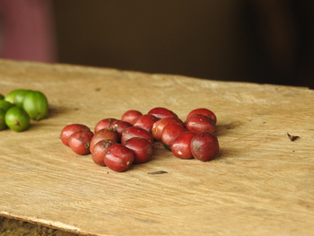 Haven Lodge: Reife Kaffeebohnen