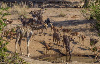 Hobatere Lodge: Verschiedene Tierarten am Wasserloch