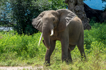 John's Camp John's Camp: Elefantenbulle