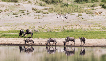 Klein's Camp: Gnus am Wasserloch