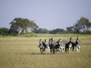 Kwetsani Camp: Zebras