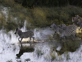 Kwetsani Camp: Zebras im Wasser