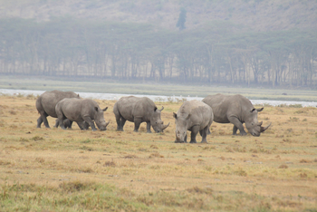 Lake Nakuru Sopa Lodge Lake Nakuru Sopa Lodge: Breitmaulnashörner