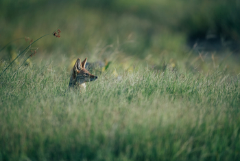 Meno A Kwena Camp Meno A Kwena Camp: Black backed jackal