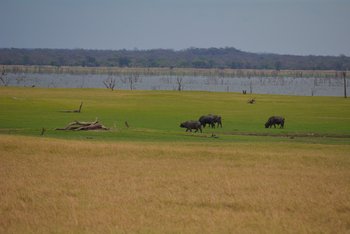 Nanzhila Lake Camp Nanzhila Lake Camp: Büffel am Lake Itezhi-Tezhi