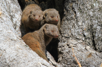Nehimba Lodge: Zwergmangusten