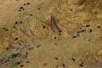Okuti Camp: Büffelherde