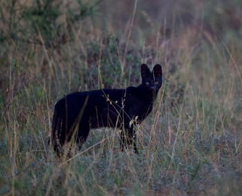 Ol Donyo Lodge: Melanistischer Serval