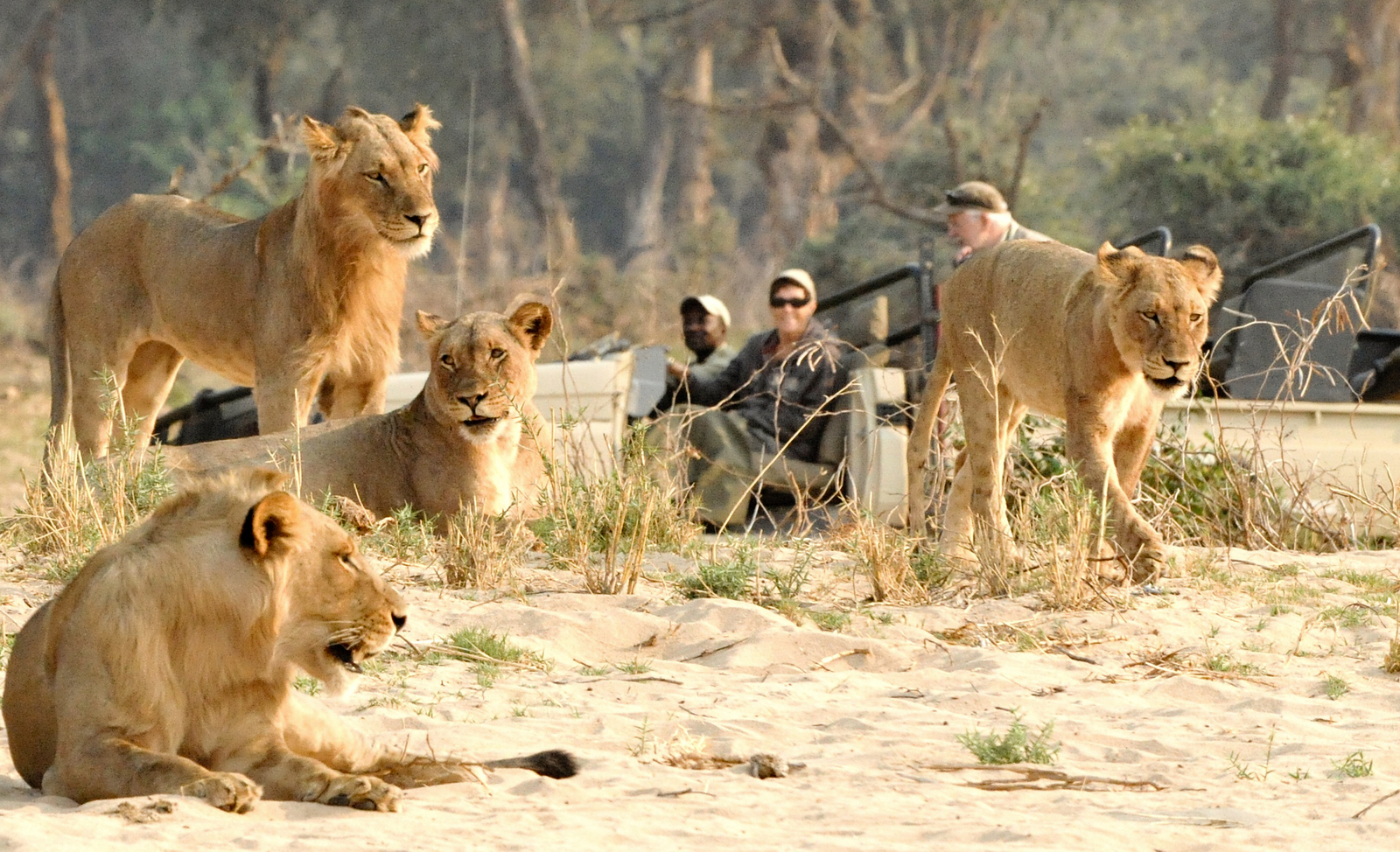 Old Mondoro Camp Old Mondoro Camp: Löwenfamilie