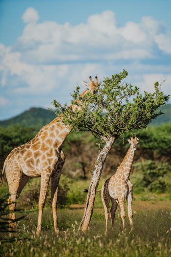 Old Traders Lodge: Giraffen