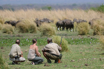 Ruckomechi Camp: Beobachtung Wasserbüffel