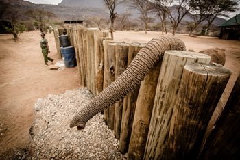 Saruni Samburu: Reteti Elephan Sanctuary