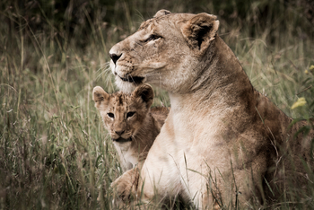 Segera Retreat: Löwin mit Jungtier