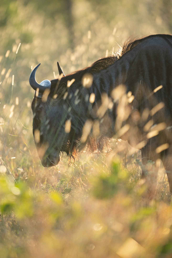 Singita Castleton: Nahaufnahme Gnu im goldenen Morgenlicht