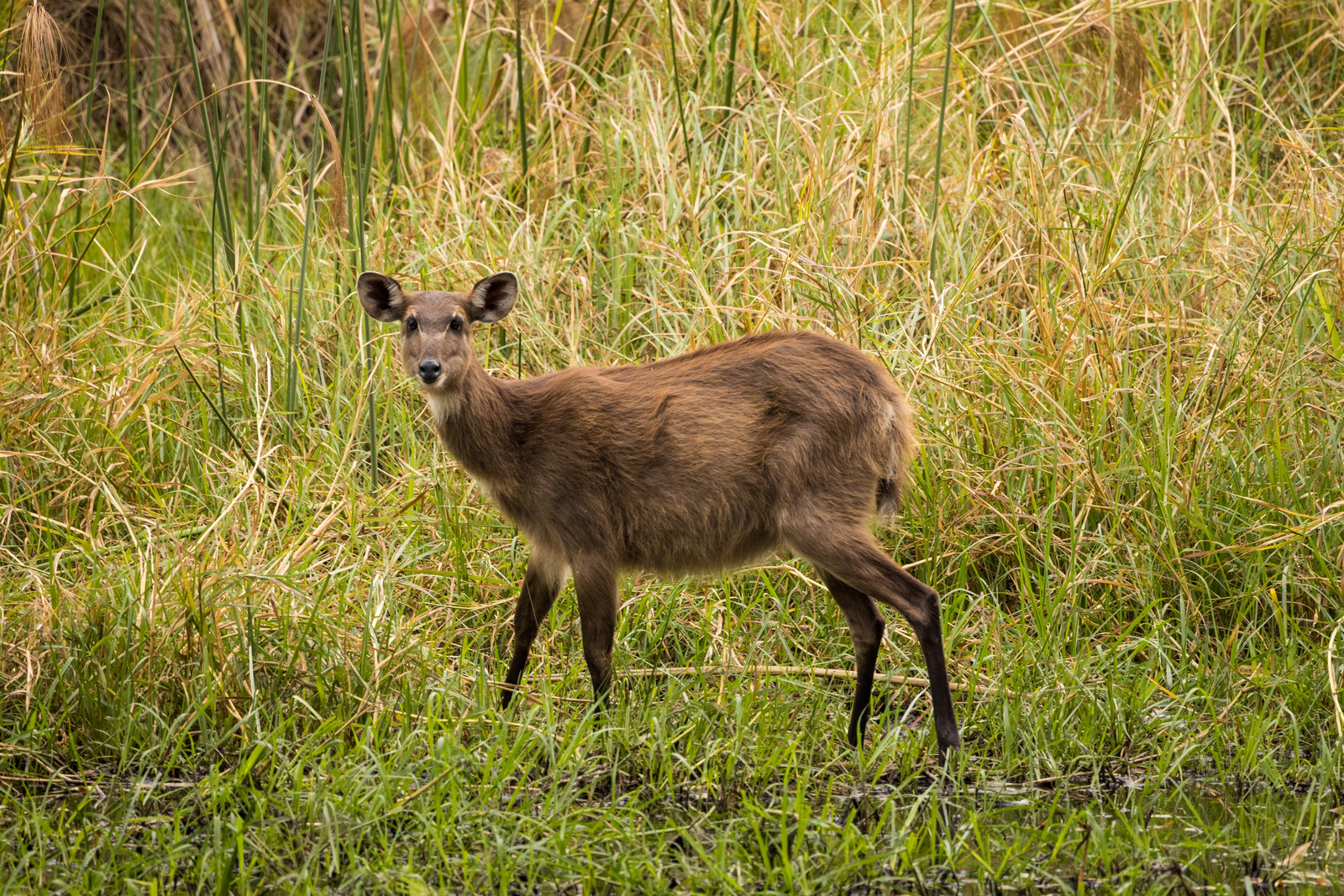 Sitatunga Private Island Camp Sitatunga Private Island Camp: Sitatunga im Grünen