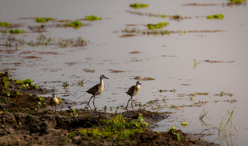 Sungani Lodge Sungani Lodge: African Jacana