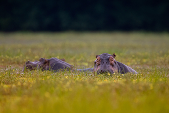 Sungani Lodge Sungani Lodge: Hippo