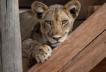 Sungani Lodge Sungani Lodge: Löwe im Gebälk der Lodge