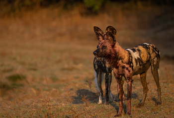 Sungani Lodge Sungani Lodge: Wildhund