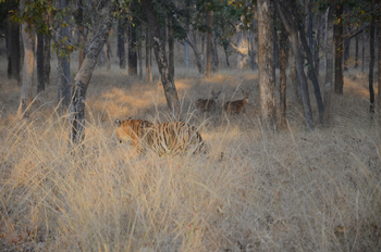 Tathastu Resort Pench: Tiger auf Pirsch