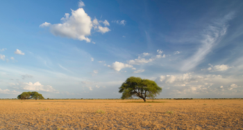 Tau Pan Camp Tau Pan Camp: Einzelne Bäume